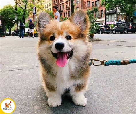 Mua Chó Corgi Con Thuần Chủng (Kinh Nghiệm) || BlogCorgi