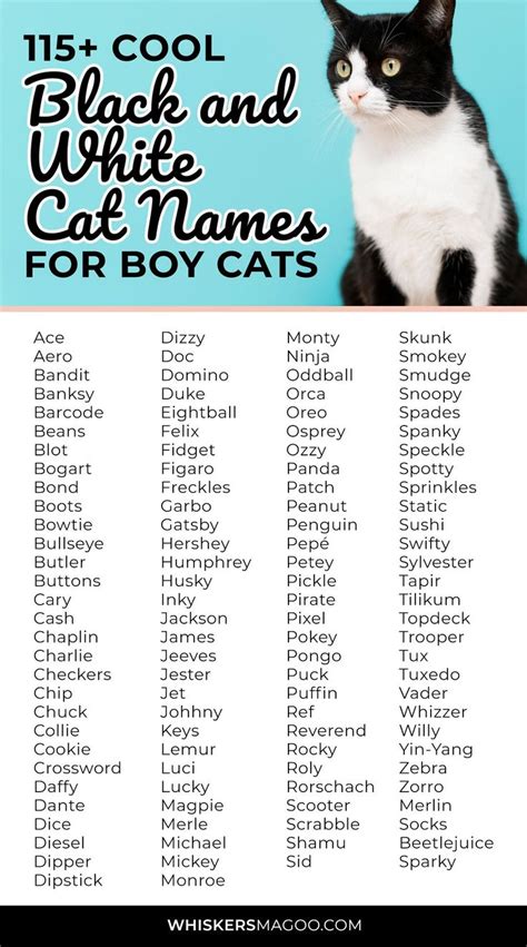 115+ Cool Black and White Cat Names for Boy Cats - Whiskers Magoo | Boy ...