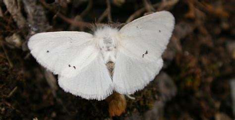 SCORES & OUTDOORS: Brown-tail moth, immigrant from Europe, invasive to ...