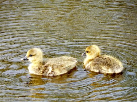 Premium Photo | Two baby ducks are swimming in the water.