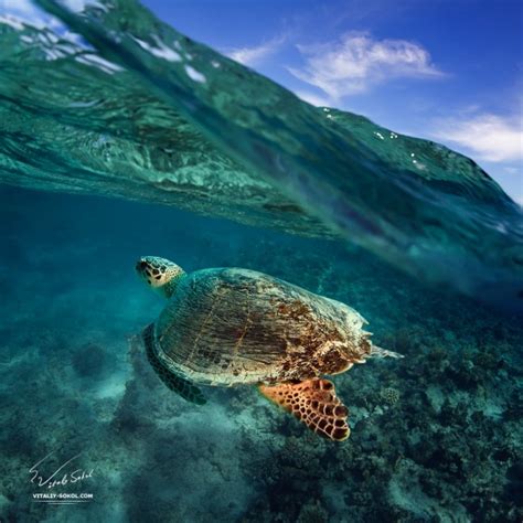 Spectacular Marine Life Photography - Stockvault.net Blog