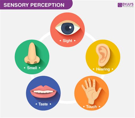 Sensory Perception - An Introduction to the Process of Perception