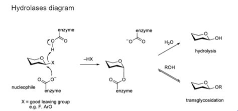 Notes on Hydrolases