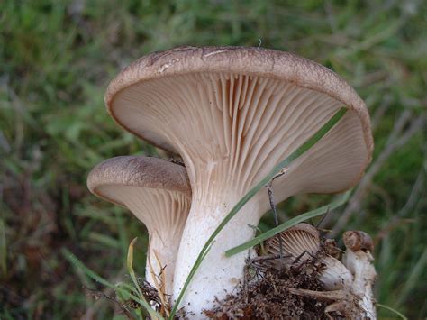 Pleurotus+eryngii (image)