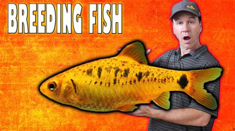 How to Breed Gold Barbs and Raise Fry Fast! - YouTube