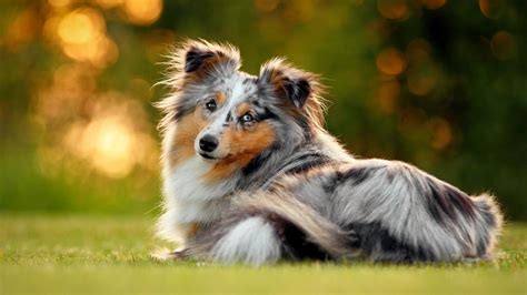 7 Things You Didn't Know about the Miniature Collie