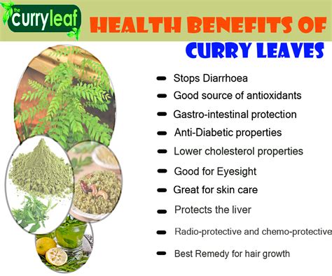 Curry Leaf Tree Origin And Its Nutritional Value - Veggies Info ...