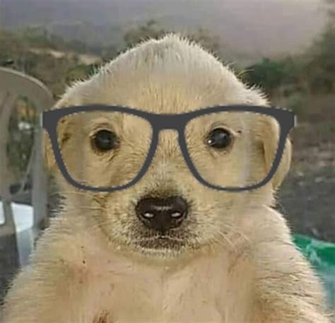 perrito | Fotos de perros chistosos, Perro con lentes, Fotos divertidas ...