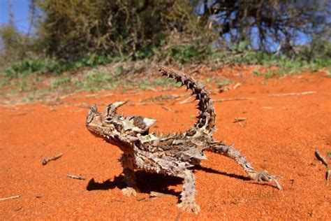 Top 10 Thorny Devil Facts - A Very Spiky Lizard From Australia