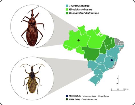 Map of Brazil showing the geographic distribution of the triatomine ...