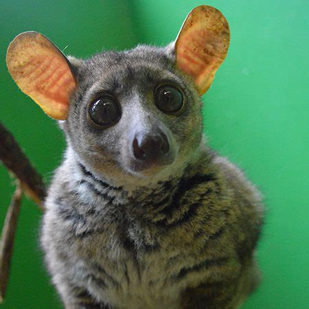 Galago Bush Baby - Cub Creek Science and Animal Camp