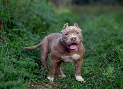 The 8 Best American Bully Breeders ⋆ American Bully Daily