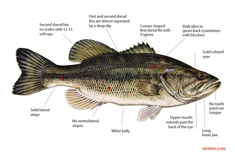 Largemouth Bass Fishing Guide | How to Catch a Largemouth Bass