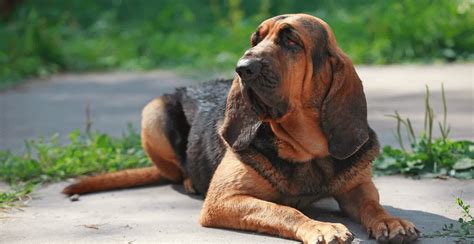 Bloodhound Dog Breed Information | Breed Advisor