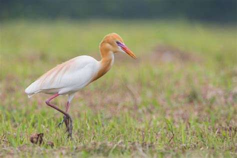 Eastern Cattle Egret – Singapore Birds Project