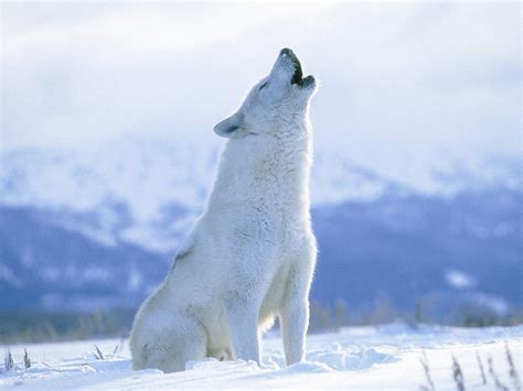 Arctic Wolf - Pictures, Diet, Breeding, Life Cycle, Facts, Habitat ...