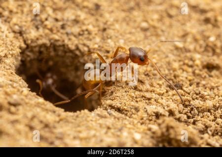 A Pyramid Ant (Dorymyrmex flavus) worker at the entrance to its ...