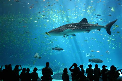 File:Male whale shark at Georgia Aquarium.jpg