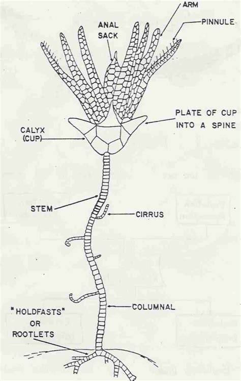 Sea Lily Anatomy