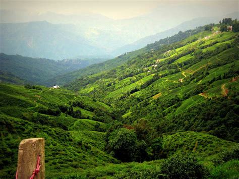 Darjeeling Tea Gardens - Photos - WeRateTea.com