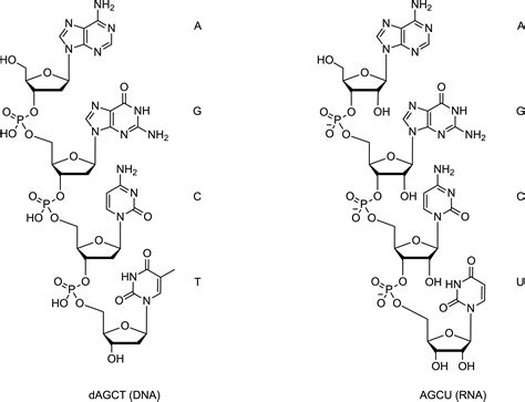 Dna Molecule Drawing at GetDrawings | Free download