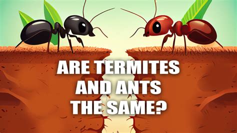 Are termites and ants the same? | Killroy Pest Control