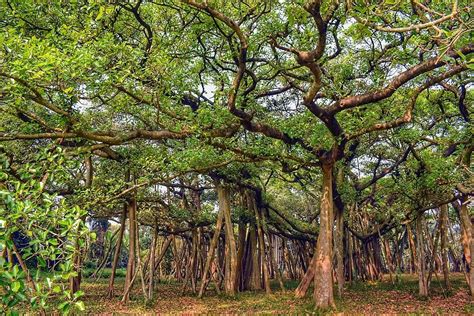 The Great Banyan Tree, Kolkata | WhatsHot Kolkata