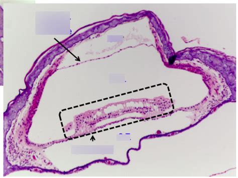 cochlea histology Diagram | Quizlet