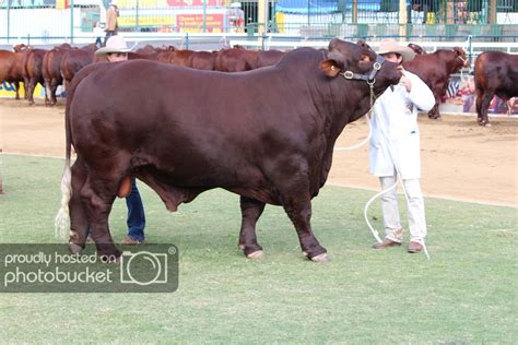 Bos indicus breeds at the 2016 Ekka | CattleToday.com - Cattle, Cow ...