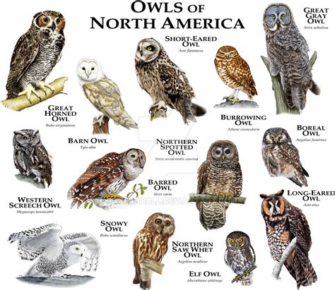 Owls of North America by rogerdhall on DeviantArt