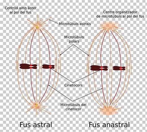 Spindle Apparatus Mitosis Microtubule Kinetochore PNG, Clipart ...