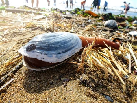 Geoduck Facts & Information Guide - American Oceans