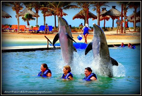 Swim with a Dolphin in Cancun