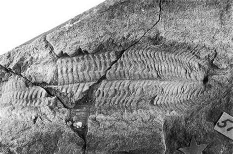 An Ancient Fish Fossil May Reveal Hidden Secrets About Human Evolution