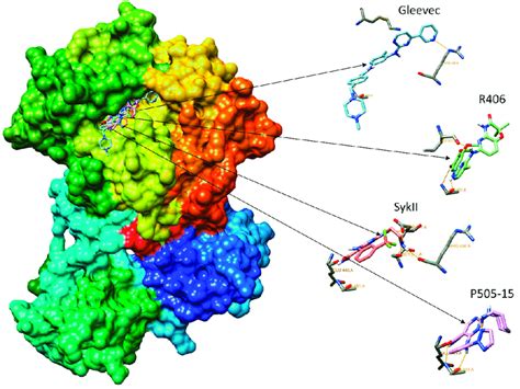 The 3D surface structure of Syk protein, showing Syk inhibitors ...