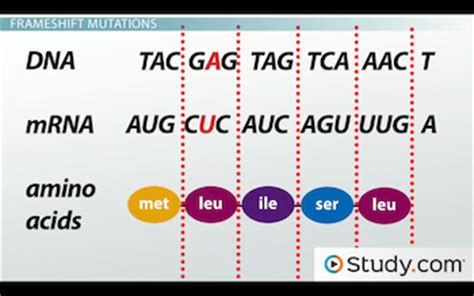 Frameshift Mutation Example