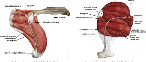 Table 1 from The hip adductor muscle group in caviomorph rodents ...