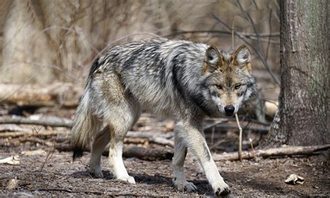 Mexican Gray Wolf | Defenders of Wildlife