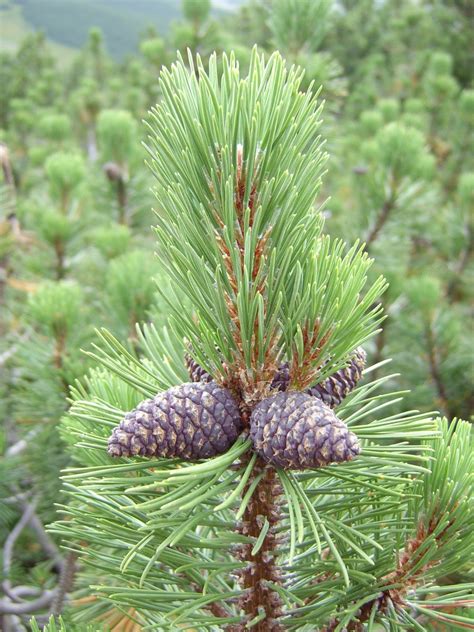 Dwarf mountain pine Free Photo Download | FreeImages