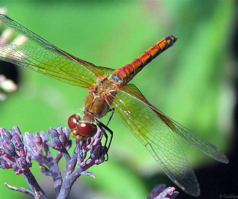 Orange Dragonfly by MacroMagnificent on DeviantArt