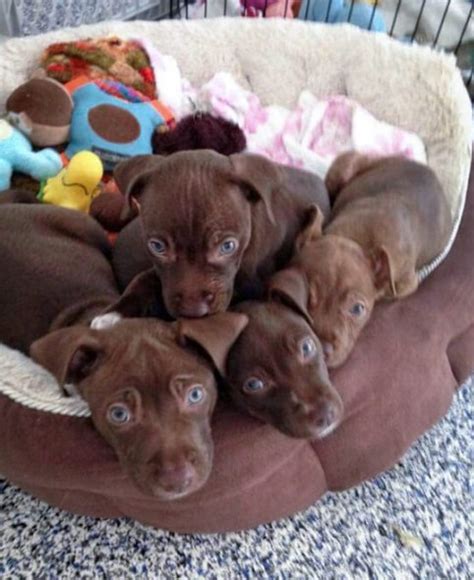 Chocolate Lab Pitbull Mix Puppy | Pitbull Puppies