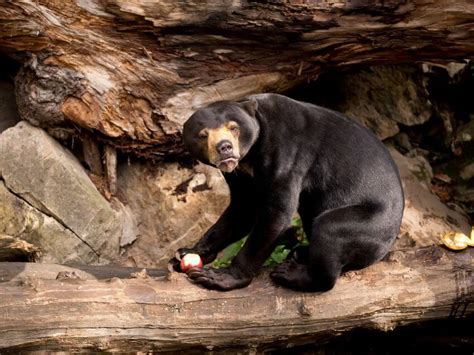 Sun Bear: Why Is It Endangered?