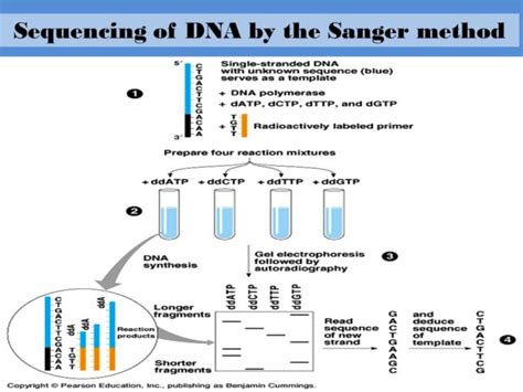 DNA sequencing by Sanger’s method - Online Science Notes