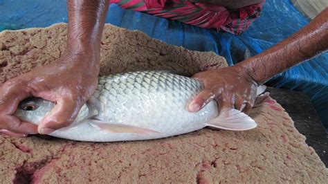 Indoor Fish Farming In Bangladesh | Cat Fish, Rohu Fish, Mrigal Fish ...