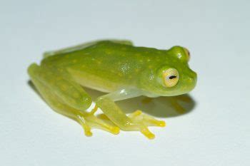 Glass Frog Facts