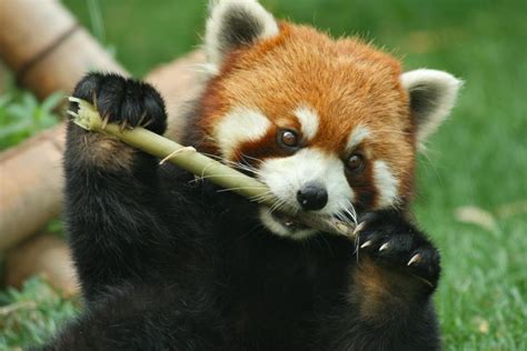 12 Ways Red Pandas Are Unique (and Cute!)