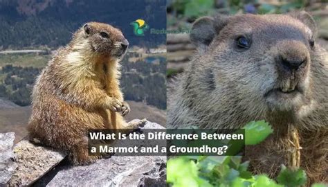 What Is the Difference Between a Marmot and a Groundhog? 5 Identical ...