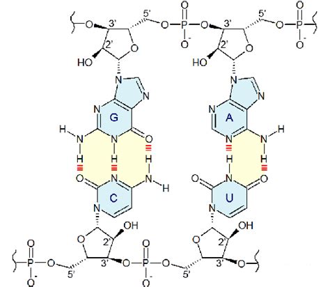 Nucleobase - Alchetron, The Free Social Encyclopedia