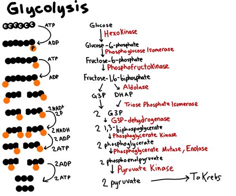 Glycolysis Worksheet Enzymes