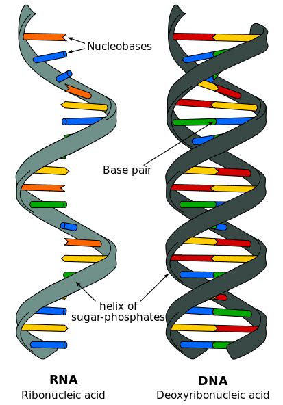 DNA and RNA — Structure & Function - Expii